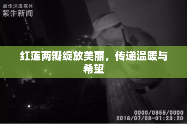 红莲两瓣绽放美丽，传递温暖与希望