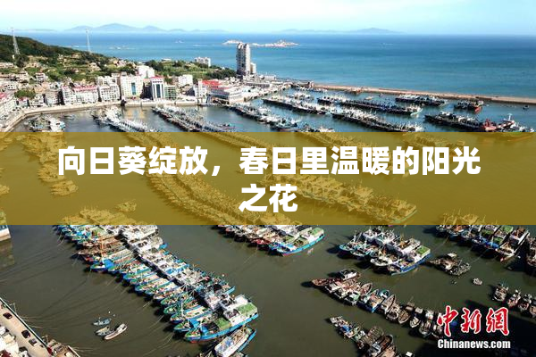 向日葵绽放，春日里温暖的阳光之花