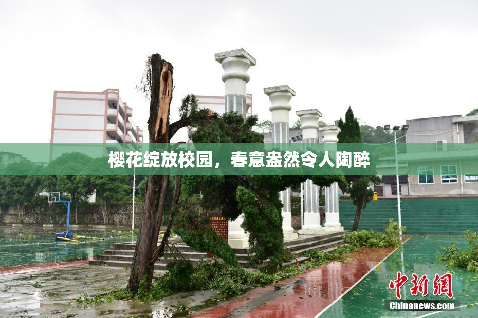 樱花绽放校园，春意盎然令人陶醉
