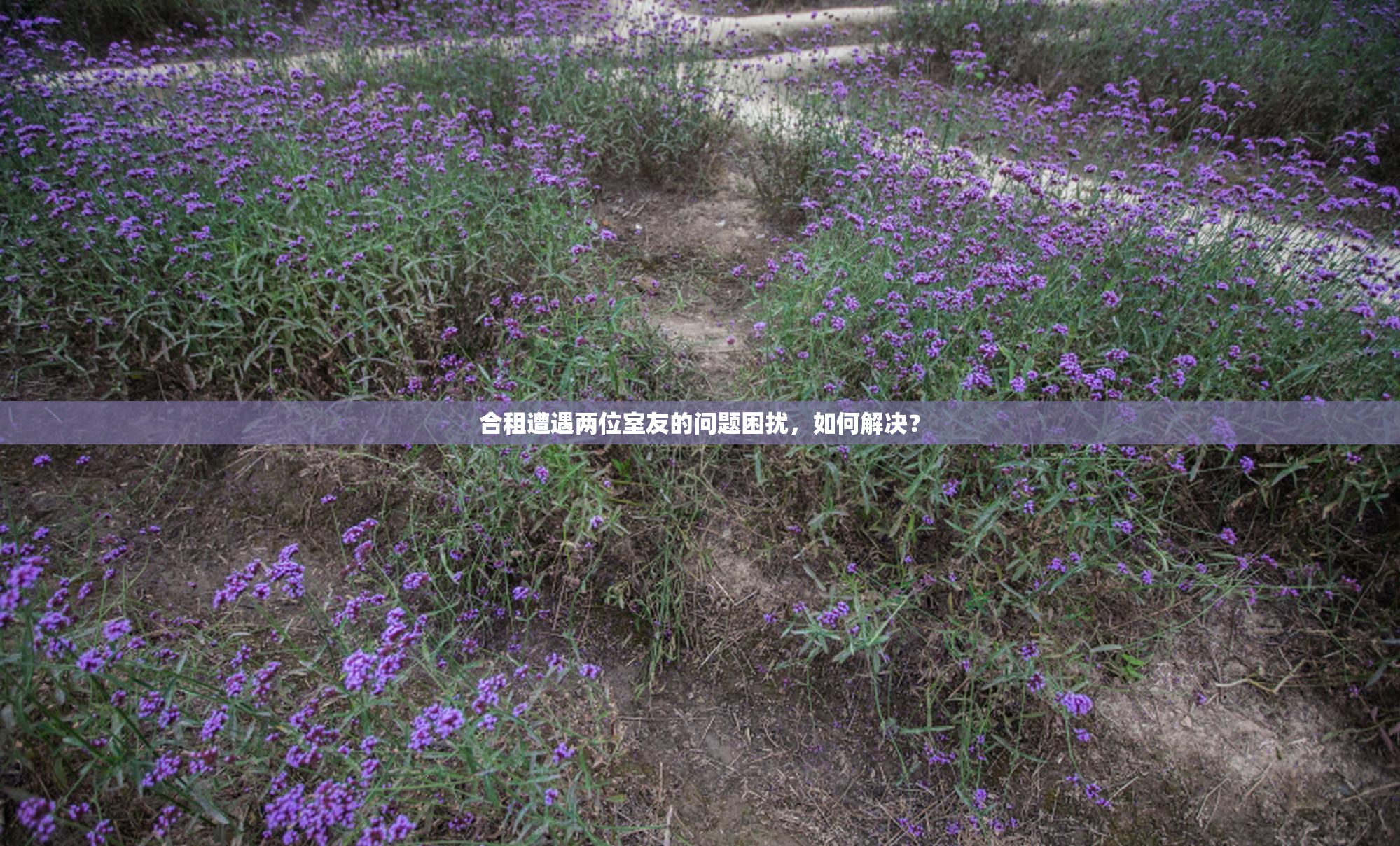 合租遭遇两位室友的问题困扰，如何解决？
