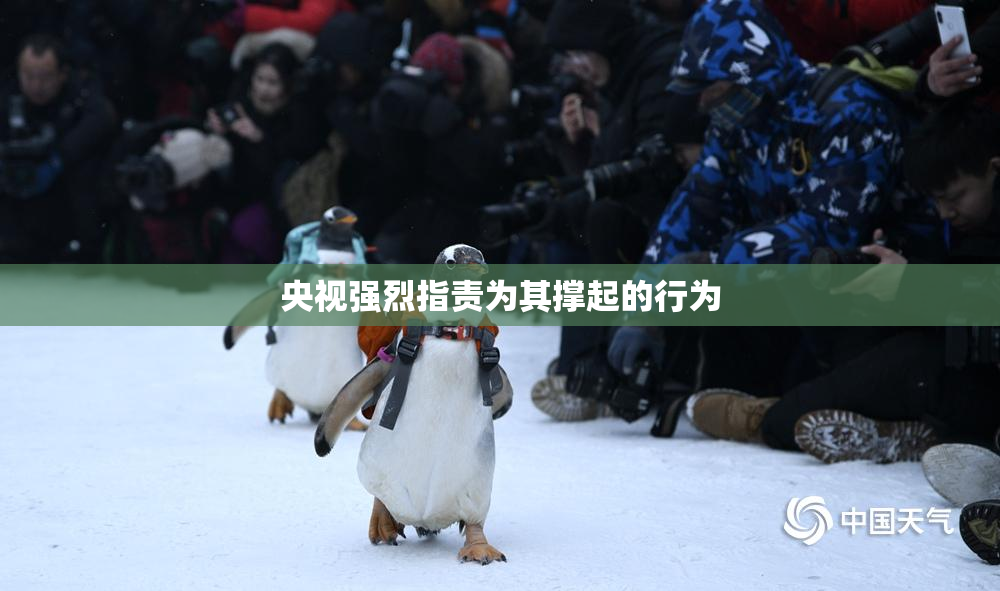 央视强烈指责为其撑起的行为