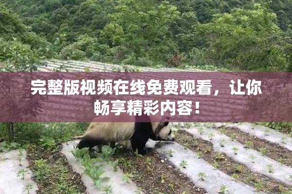 完整版视频在线免费观看，让你畅享精彩内容！