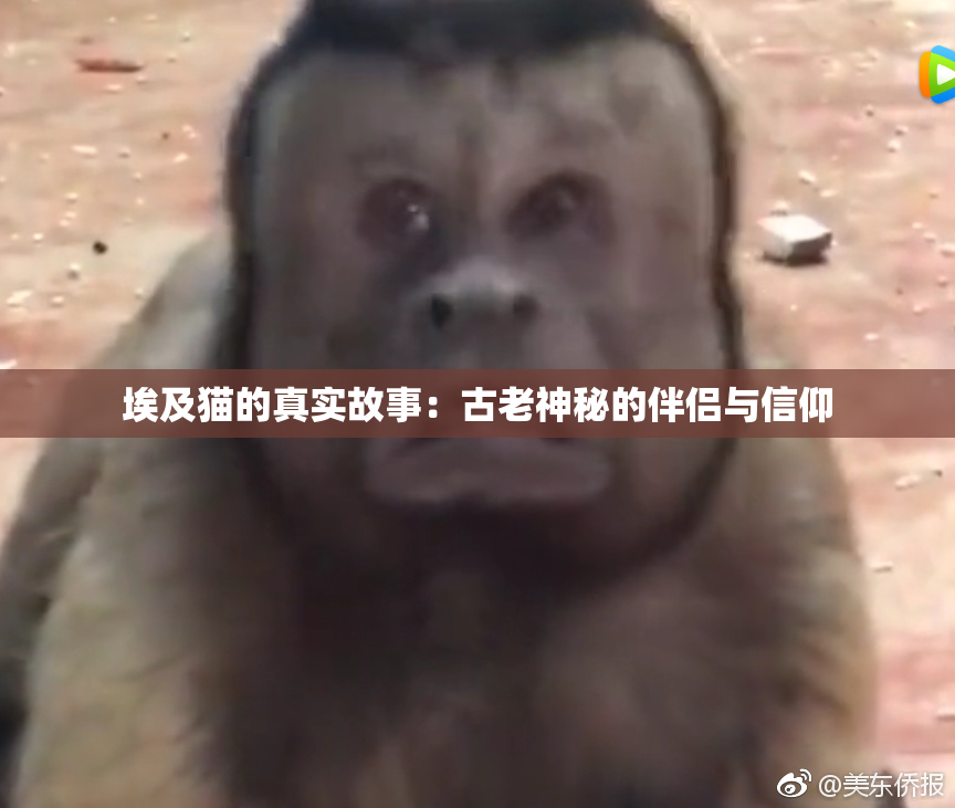 埃及猫的真实故事：古老神秘的伴侣与信仰