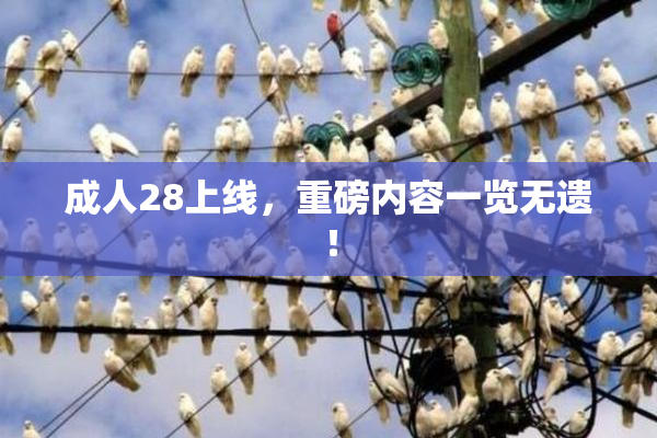 成人28上线，重磅内容一览无遗！