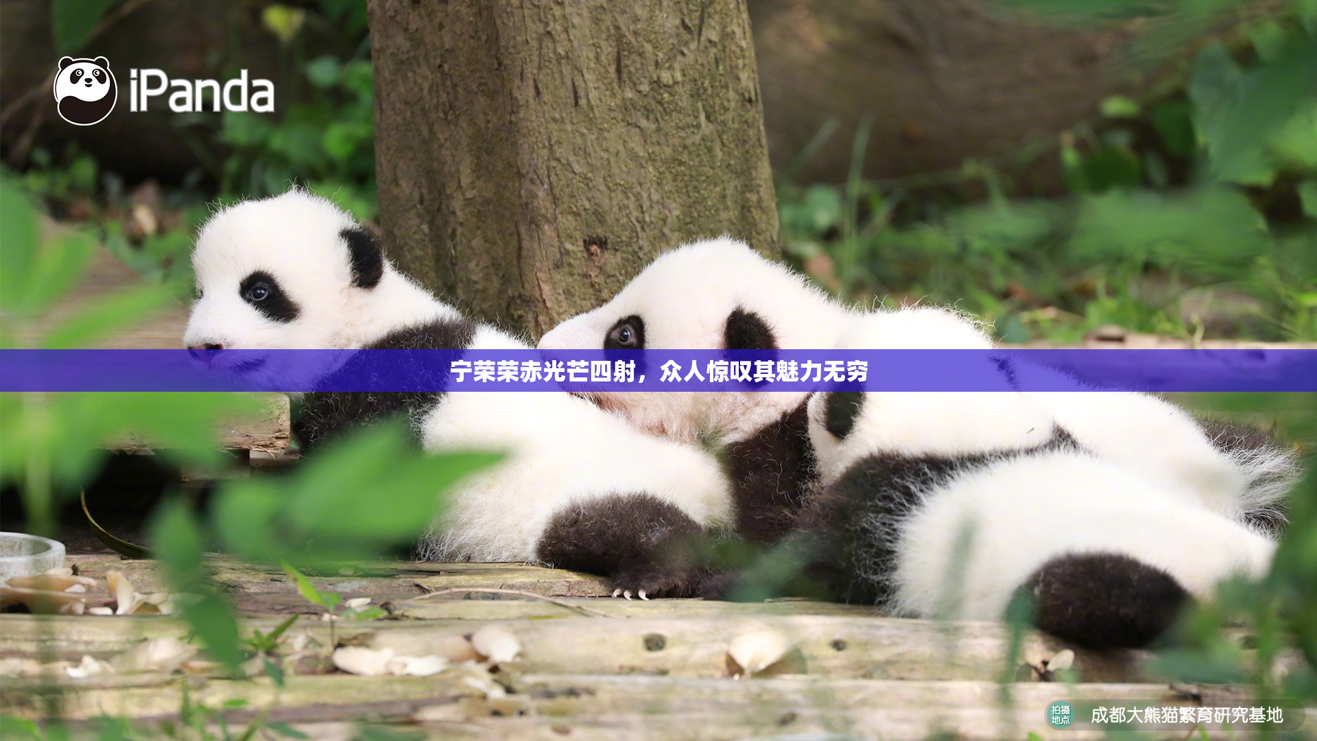 宁荣荣赤光芒四射，众人惊叹其魅力无穷