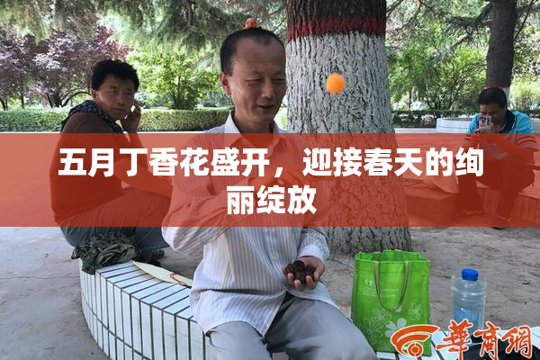 五月丁香花盛开，迎接春天的绚丽绽放