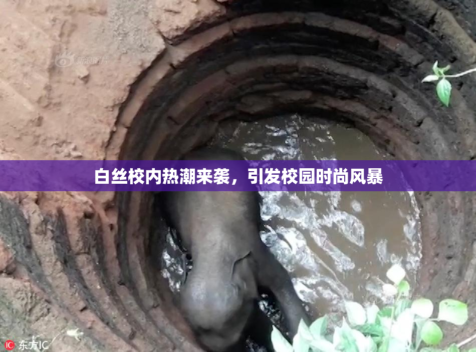 白丝校内热潮来袭，引发校园时尚风暴