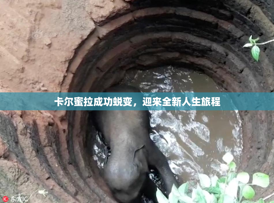卡尔蜜拉成功蜕变，迎来全新人生旅程