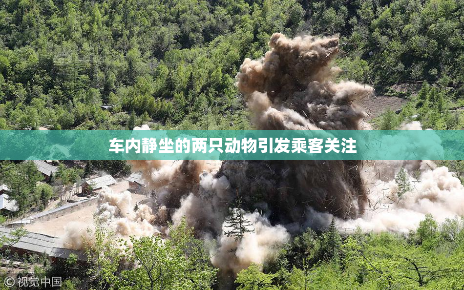 车内静坐的两只动物引发乘客关注