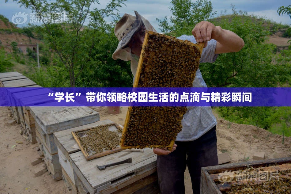 “学长”带你领略校园生活的点滴与精彩瞬间