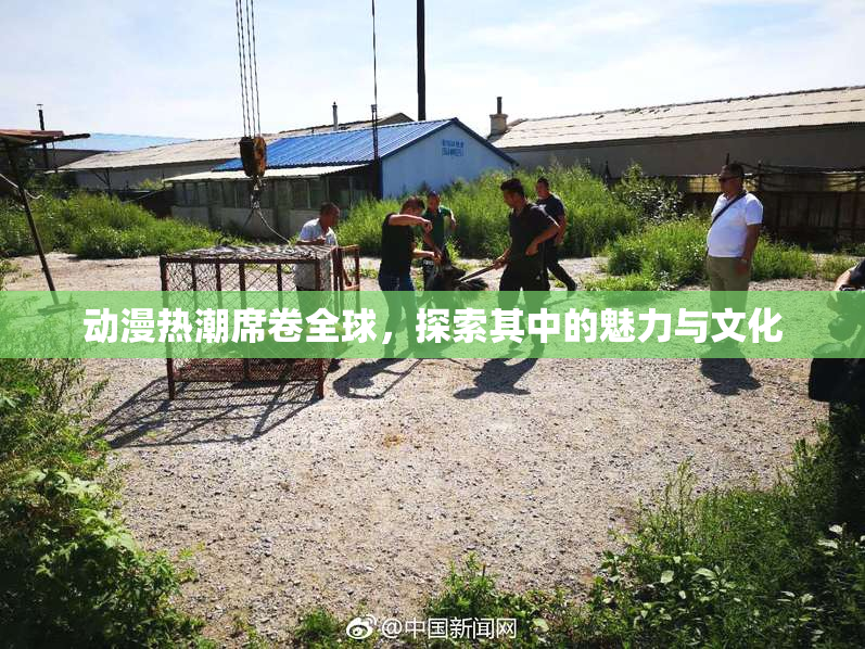 动漫热潮席卷全球，探索其中的魅力与文化