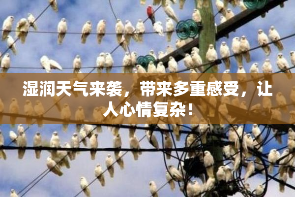 湿润天气来袭，带来多重感受，让人心情复杂！