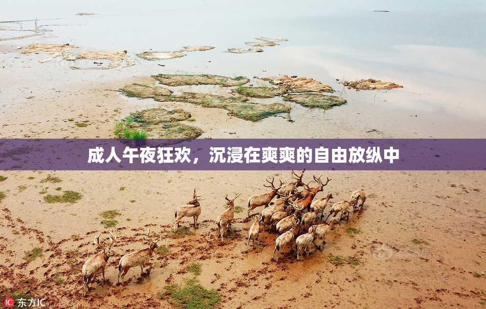成人午夜狂欢，沉浸在爽爽的自由放纵中