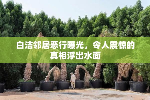 白洁邻居恶行曝光，令人震惊的真相浮出水面