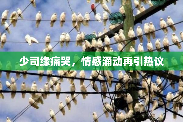 少司缘痛哭，情感涌动再引热议