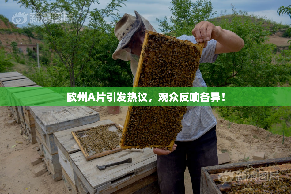 欧州A片引发热议，观众反响各异！