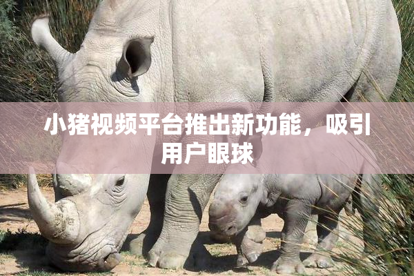 小猪视频平台推出新功能，吸引用户眼球