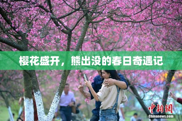 樱花盛开，熊出没的春日奇遇记