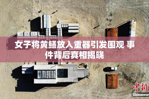 女子将黄鳝放入重器引发围观 事件背后真相揭晓