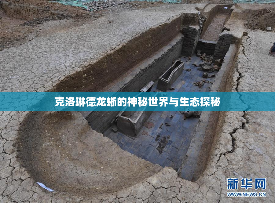 克洛琳德龙蜥的神秘世界与生态探秘