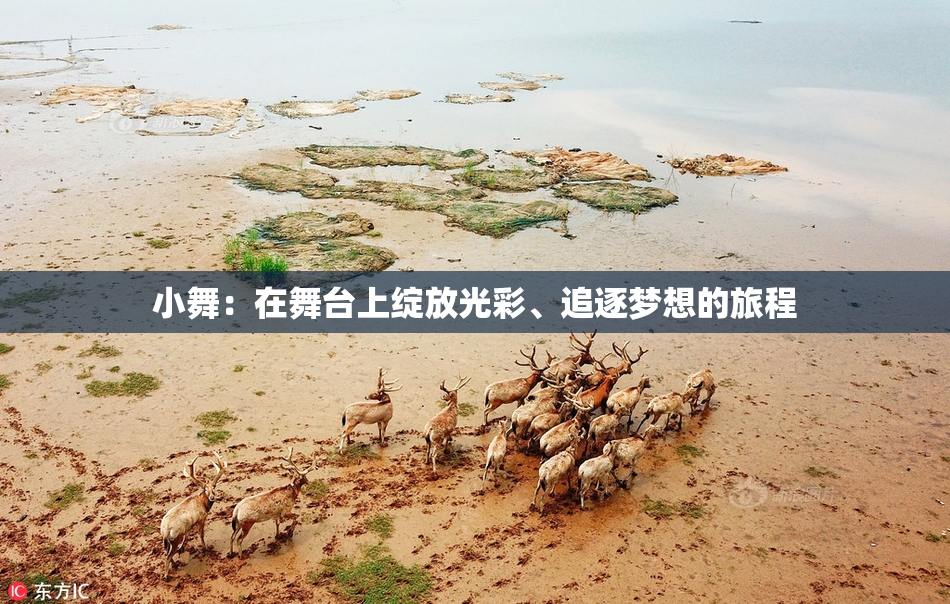 小舞：在舞台上绽放光彩、追逐梦想的旅程