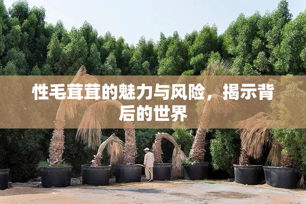 性毛茸茸的魅力与风险，揭示背后的世界