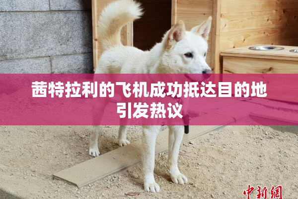 茜特拉利的飞机成功抵达目的地引发热议