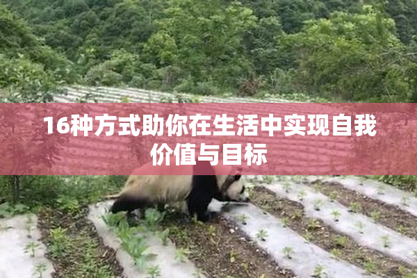 16种方式助你在生活中实现自我价值与目标