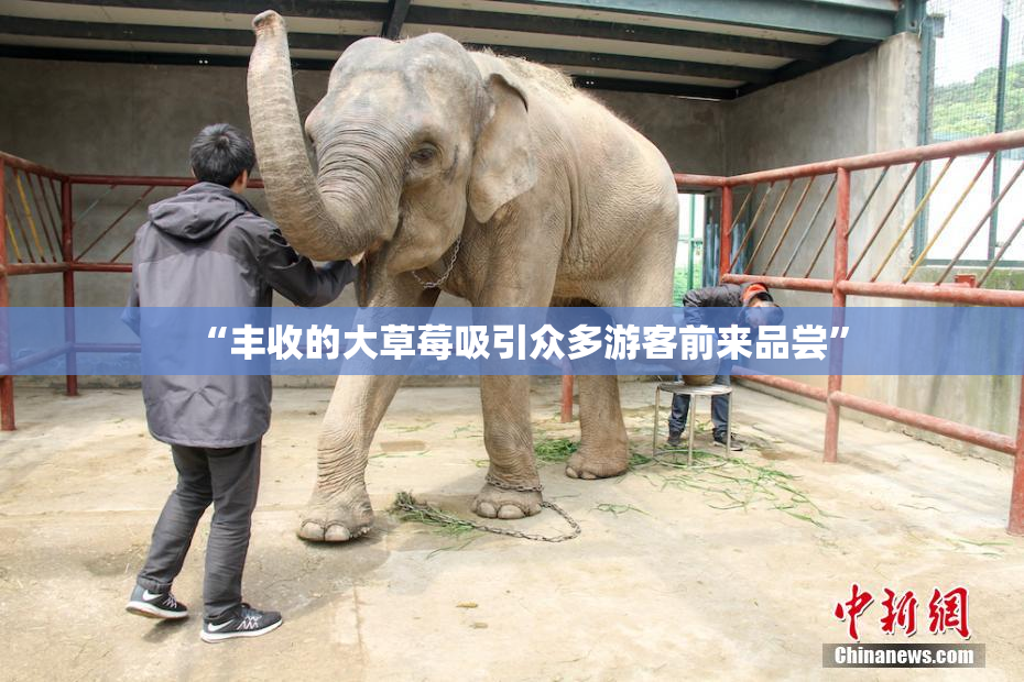 “丰收的大草莓吸引众多游客前来品尝”