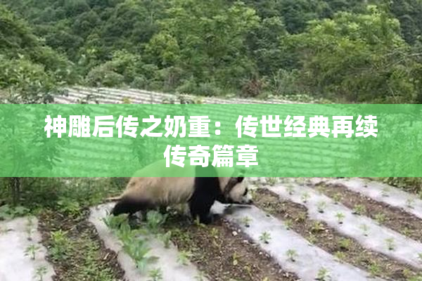 神雕后传之奶重：传世经典再续传奇篇章