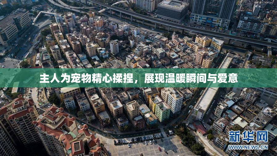 主人为宠物精心揉捏，展现温暖瞬间与爱意