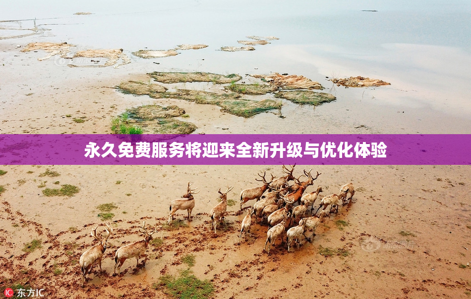 永久免费服务将迎来全新升级与优化体验