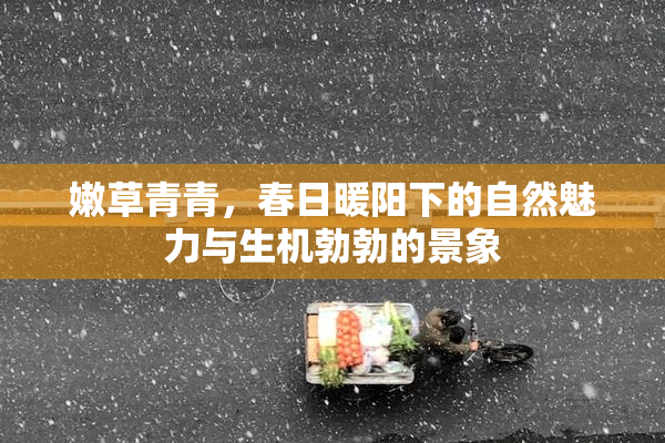 嫩草青青，春日暖阳下的自然魅力与生机勃勃的景象