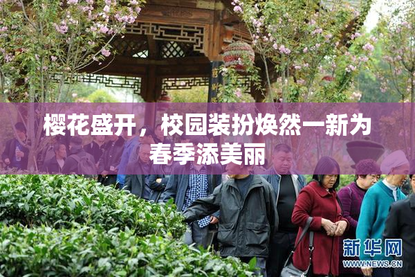 樱花盛开，校园装扮焕然一新为春季添美丽