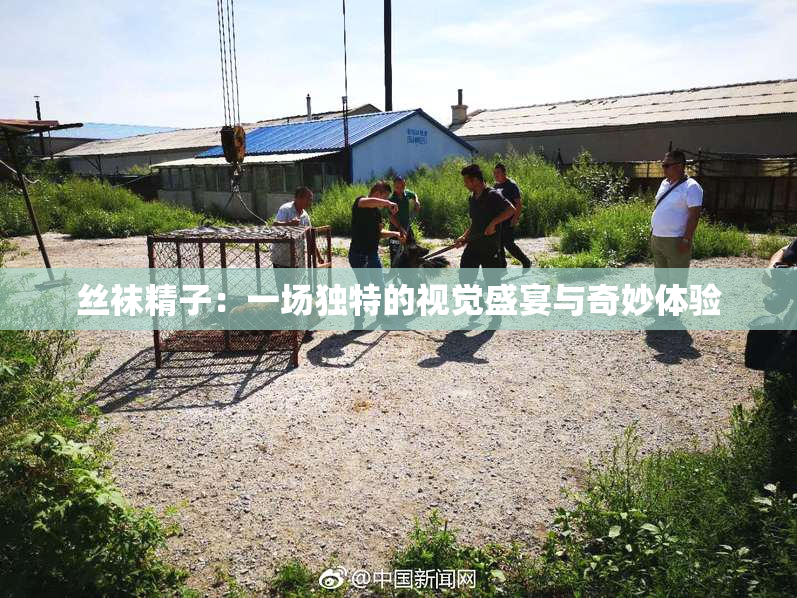 丝袜精子：一场独特的视觉盛宴与奇妙体验