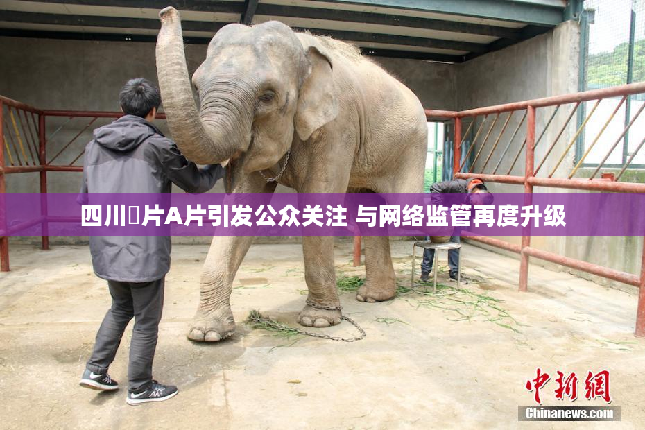 四川婬片A片引发公众关注 与网络监管再度升级