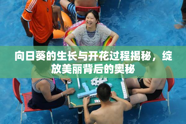 向日葵的生长与开花过程揭秘，绽放美丽背后的奥秘