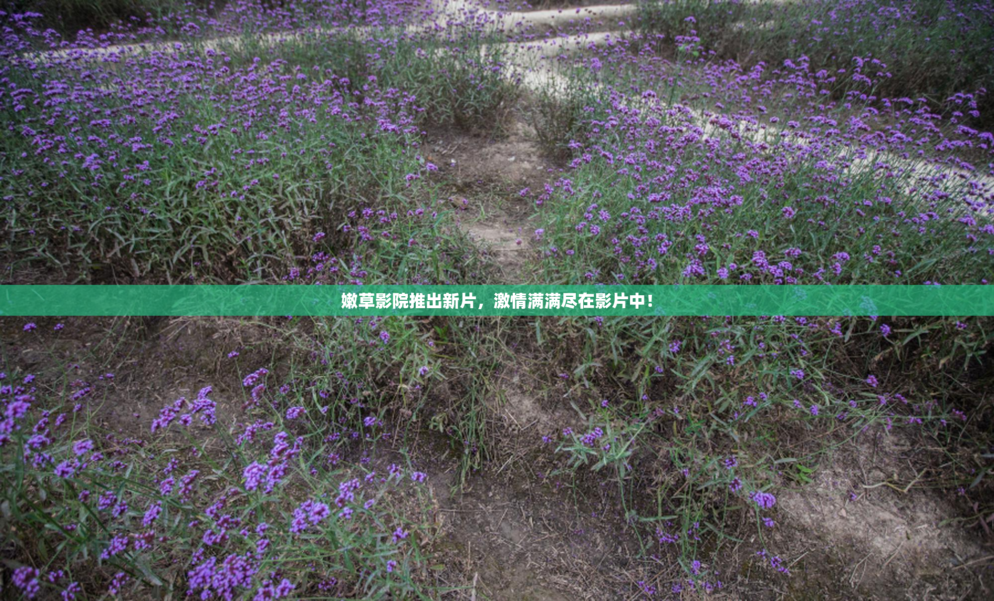嫩草影院推出新片，激情满满尽在影片中！