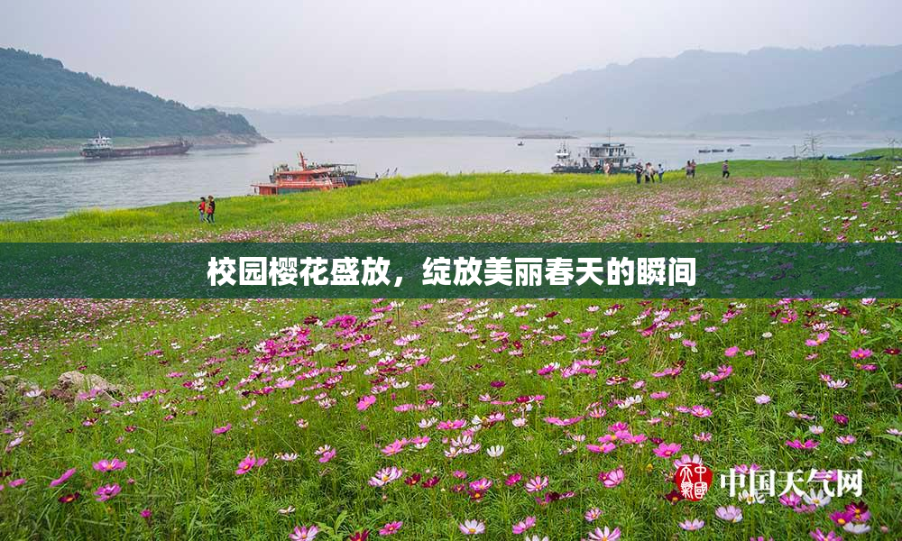 校园樱花盛放，绽放美丽春天的瞬间