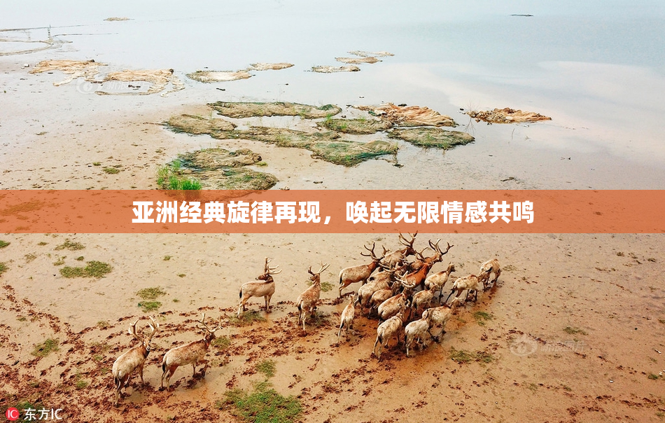 亚洲经典旋律再现，唤起无限情感共鸣