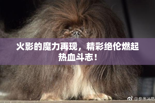 火影的魔力再现，精彩绝伦燃起热血斗志！