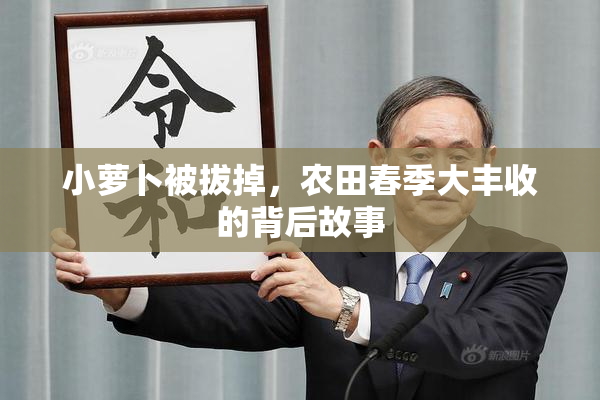 小萝卜被拔掉，农田春季大丰收的背后故事