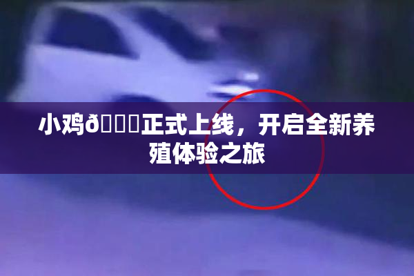 小鸡🐔正式上线，开启全新养殖体验之旅