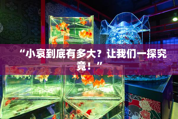 “小哀到底有多大？让我们一探究竟！”
