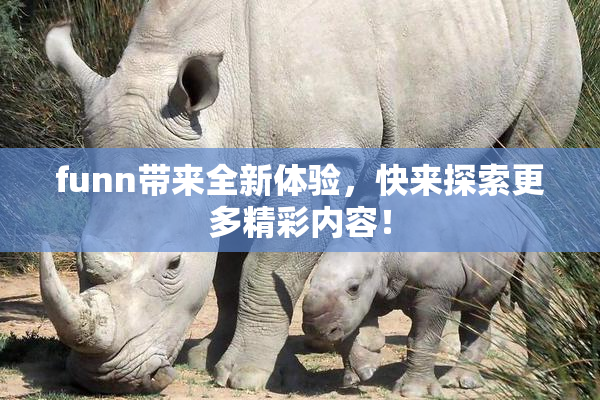 funn带来全新体验，快来探索更多精彩内容！