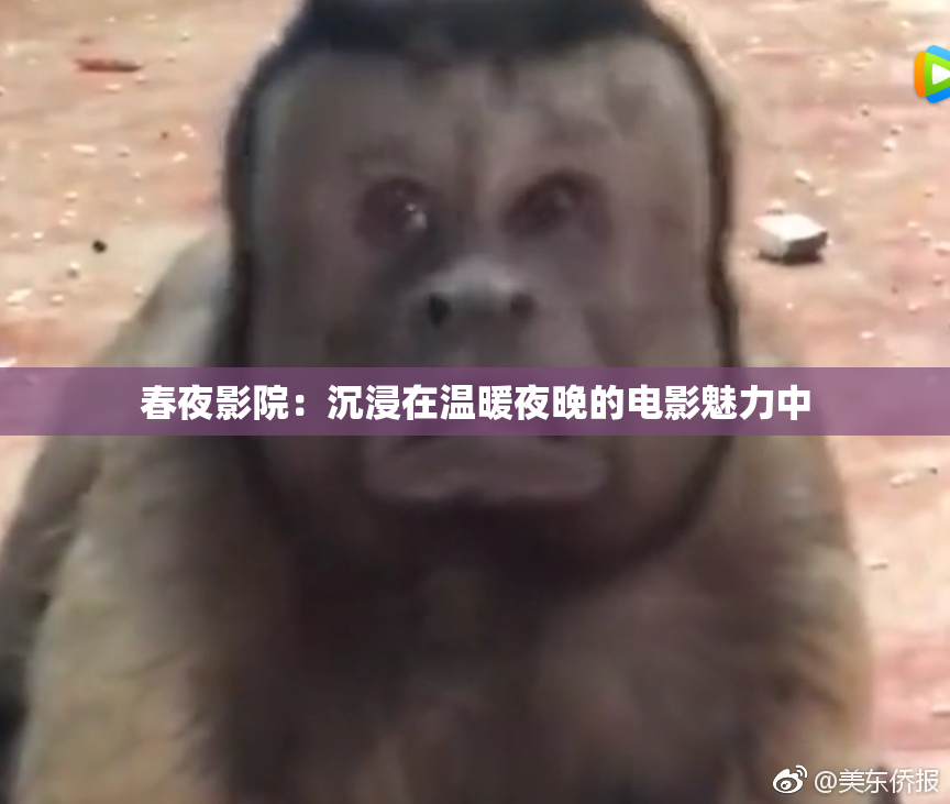 春夜影院：沉浸在温暖夜晚的电影魅力中
