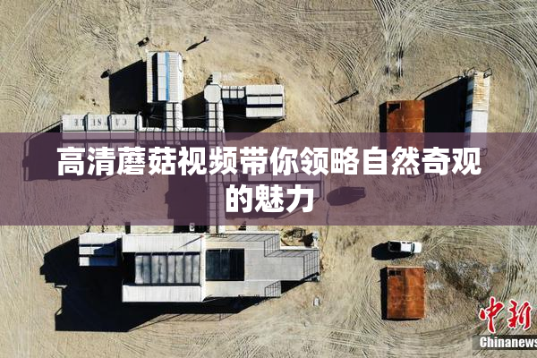 高清蘑菇视频带你领略自然奇观的魅力