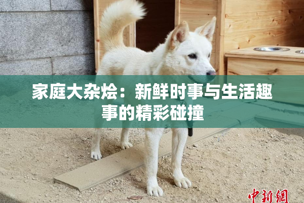 家庭大杂烩：新鲜时事与生活趣事的精彩碰撞