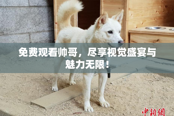 免费观看帅哥，尽享视觉盛宴与魅力无限！