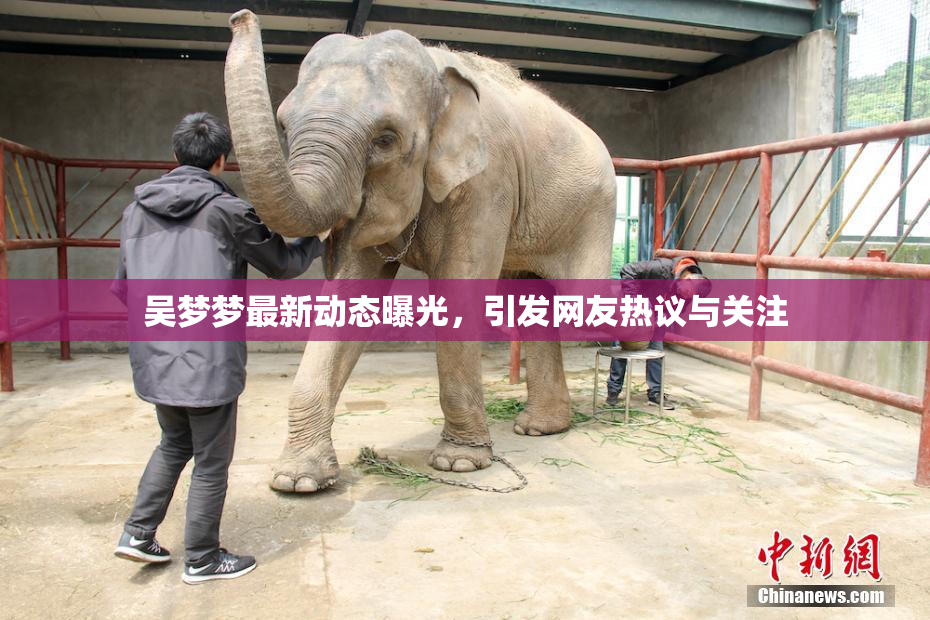 吴梦梦最新动态曝光，引发网友热议与关注